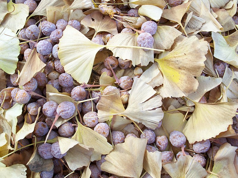 File:Ginkgo biloba-Leaves and Seeds-1.jpg