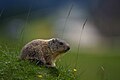 * Nomination Marmota marmota (Alpine marmot). By User:Scosse --Civvì 19:03, 25 September 2023 (UTC) * Promotion  Support Good quality. --Rangan Datta Wiki 03:25, 26 September 2023 (UTC)