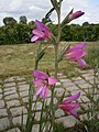 Gladiolus italicus