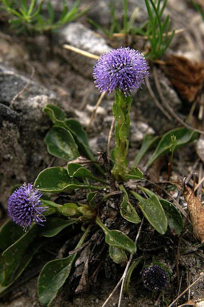 File:Globularia punctata PID1233-1.jpg