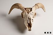 Goat skull-FMVZ USP-18.jpeg