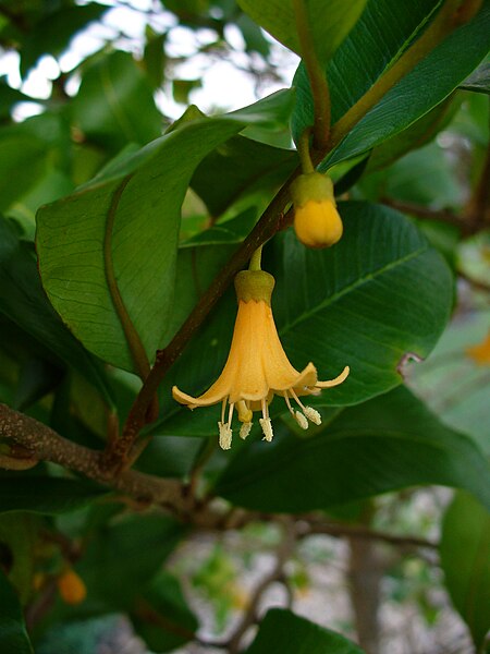 File:Goetzea elegans flower.jpg