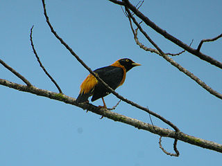<span class="mw-page-title-main">Golden myna</span> Species of bird