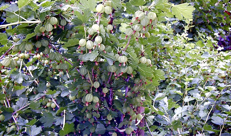 File:Gooseberry.jpg