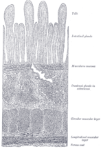 Miniatura para Muscularis mucosae