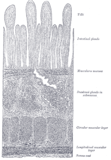 Brunners glands Duodenal submucosal cells secreting bicarbonate-rich mucus