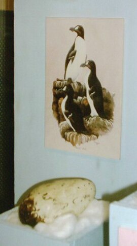 Egg of great auk, Ipswich Museum, England