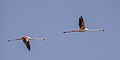* Nomination: Greater flamingos (Phoenicopterus roseus) --Charlesjsharp 08:15, 3 June 2024 (UTC) * * Review needed