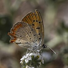 Grecian copper (Lycaena ottomanus) underside Albania.jpg