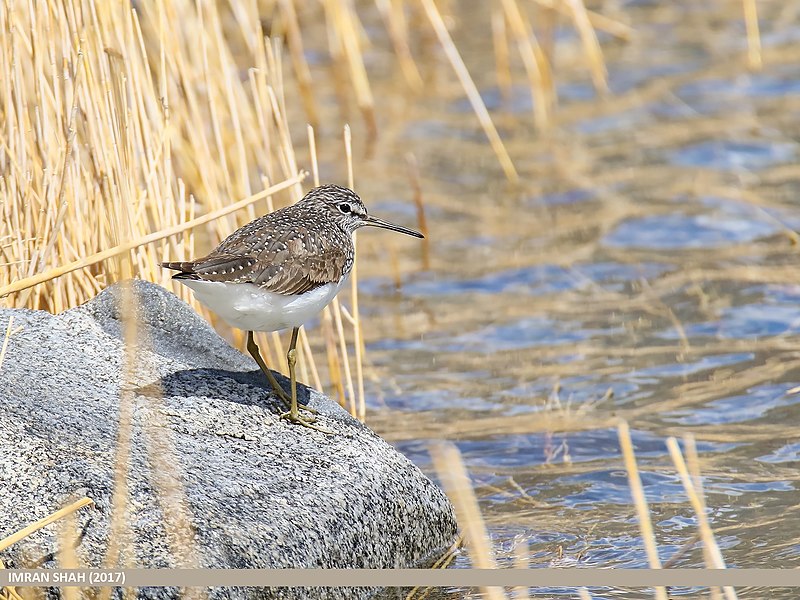 File:Green Sandpiper (Tringa ochropus) (33874901852).jpg