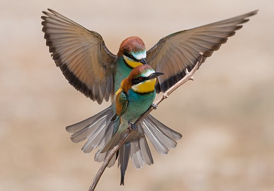 Merops apiaster in the Ichkeul National Park. Photograph: User:El Golli Mohamed