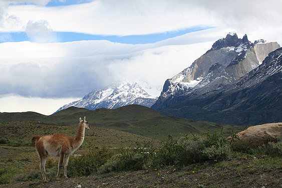 Guanacos (Lama guanicoe), Torres del Paine National Park, Chile