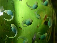 Эмбрионы ярко-зелёной лягушки