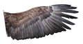 White-tailed eagle wing