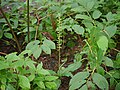 Habenaria furcifera