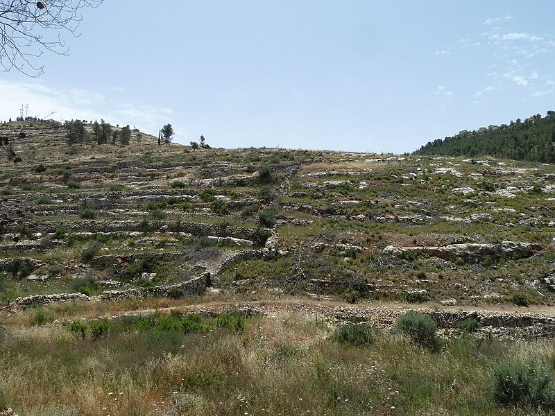 File:Hadassah Trail P1150491.JPG