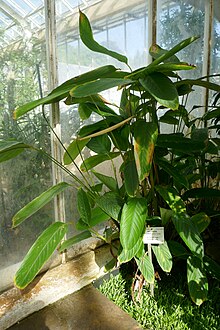 Halopegia azurea-Jardin botanique Meise (1).jpg