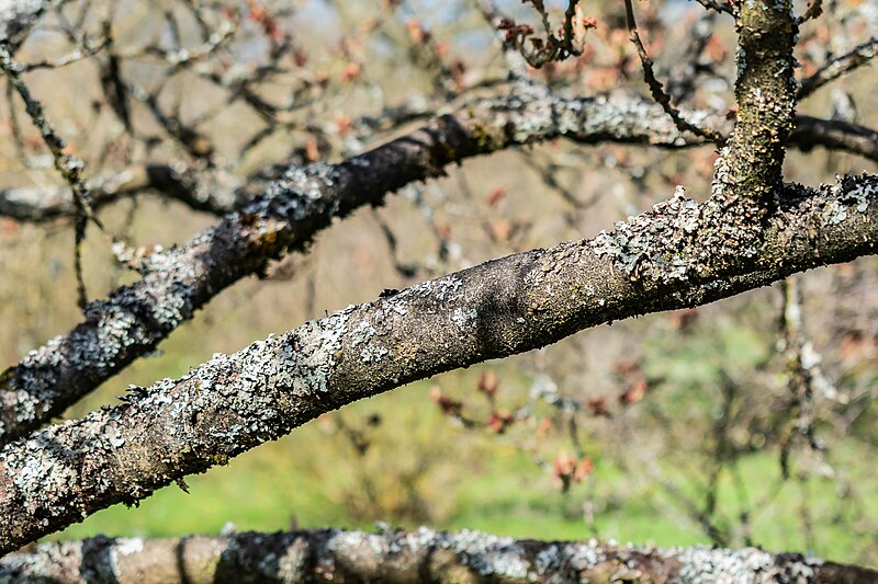 File:Hamamelis x intermedia in Marburg BG (6).jpg