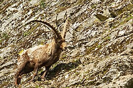 Un bouquetin dans son enclos reproduisant les pentes rocheuses escarpées des Alpes.