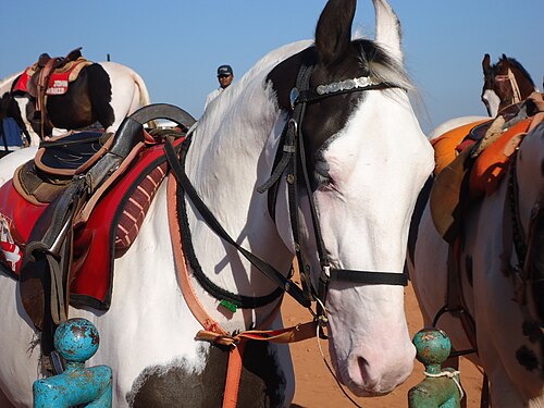 Horse ready for a ride...