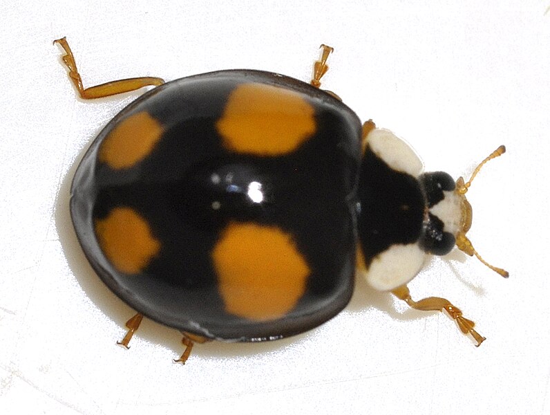 File:Harmonia-axyridis-22-fws.jpg