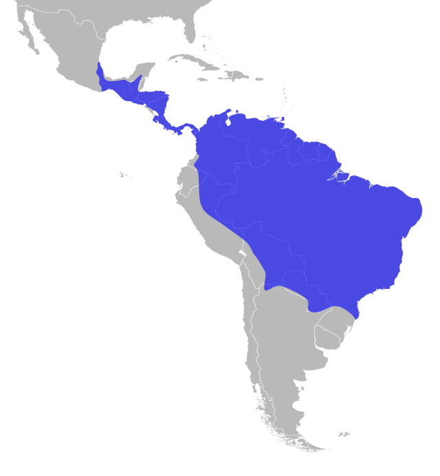 Distribuição do gavião-real na América Central e América do Sul. Embora amplamente distribuído, é raro em boa parte dos países nos quais os avistamentos ocorrem