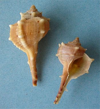 Two shells of Bolinus brandaris, the spiny dye-murex, a source of the dye