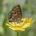 * Nomination Heath fritillary (Melitaea athalia) male --Charlesjsharp 15:45, 25 July 2022 (UTC) * Promotion Good quality. --Snowmanstudios 19:06, 25 July 2022 (UTC)