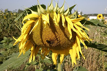 <center>Common Sunflower 03</center>