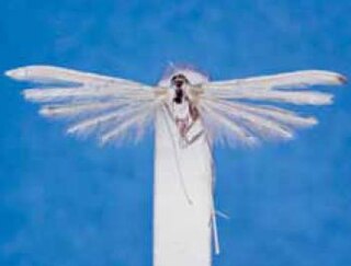 <i>Hellinsia ossipellis</i> Species of plume moth