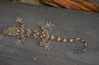 <span class="mw-page-title-main">Tasmanian leaf-toed gecko</span> Species of lizard