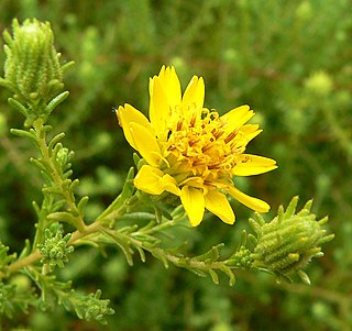 <i>Hemizonia</i> Genus of flowering plants