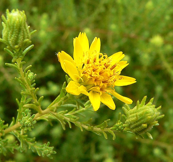 Santa Susana Tarweed, Deinandra minthornii, vulnerable species