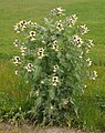 Large flowering Henbane (Hyoscyamus niger) on the edge of Circus Field, Blackheath, SE London