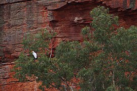 Heron in tree.jpg