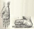 Orangutan hand and foot