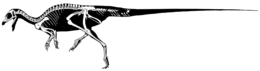 多齒何信祿龍已發現骨骼的重建圖