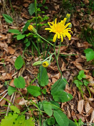 <i>Hieracium hypochoeroides</i> Species of plant in the genus Hieracium