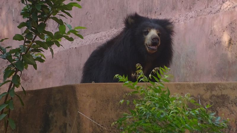 File:Himalayan bear-1.jpg