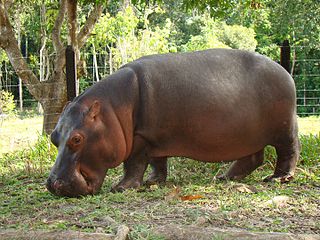 <span class="mw-page-title-main">Hippopotamuses in Colombia</span> Hippos owned by Colombian drug lord Pablo Escobar