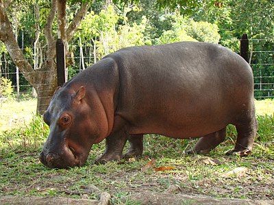 Un hippopotame d'Escobar.