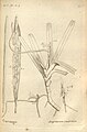 Jumellea recurva (as syn. Angraecum recurvum) plate 56 in: A.A. Du Petit-Thouars: Histoire particulière des plantes Orchidées (1822)
