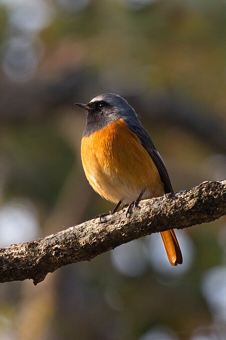 Hodgson's Redstart.jpg