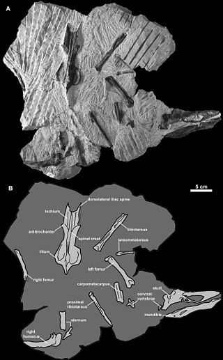 <i>Miomancalla</i> Extinct genus of birds