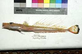 Hoplichthys filamentosus