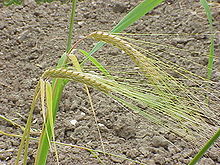 Hordeum distichon0.jpg