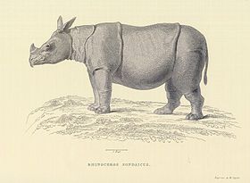 Gravura de Thomas Horsfield, proveniente do Zoological researches in Java, and the neighbouring islands (1824).