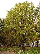 Один из корпусов больницы, расположенный в старом парке, архитектор А.Ф. Крюгер