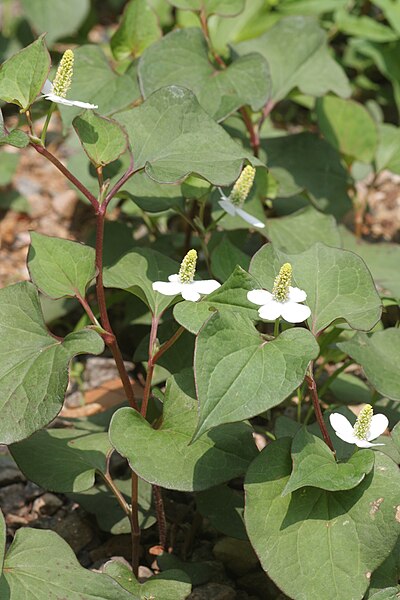 File:Houttuynia cordata 2.JPG