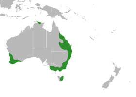 Range of Hovea[3]